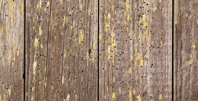 Woodworm treatment London & Home Counties